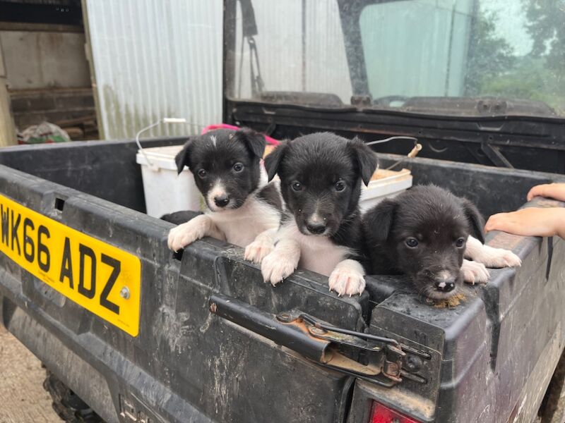 Border Collie puppies for sale in Ivybridge, Devon – 4 weeks old - Image 2 of 4