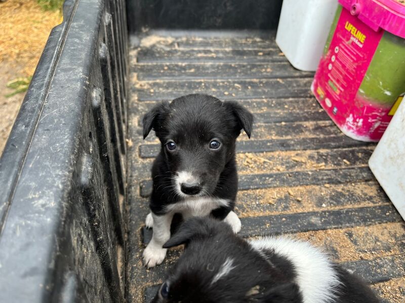 Border Collie puppies for sale in Ivybridge, Devon – 4 weeks old - Image 3 of 4