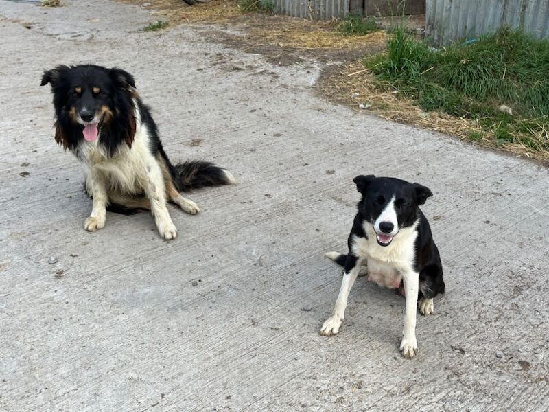 Border Collie puppies for sale in Ivybridge, Devon – 4 weeks old - Image 4 of 4