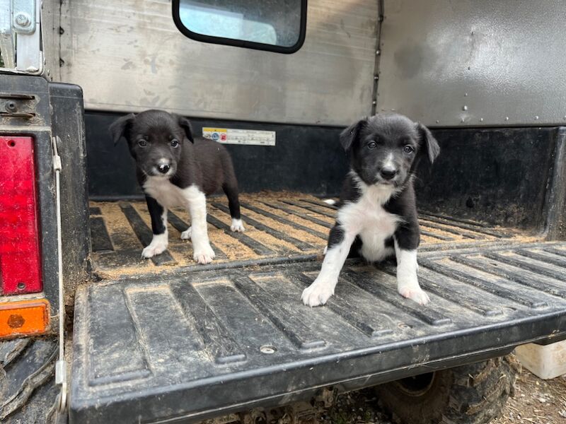 Border Collie puppies for sale in Ivybridge, Devon – 5 weeks old