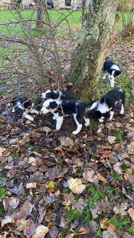 Border Collie puppies for sale in Juniper Green, City of Edinburgh – 7 weeks old