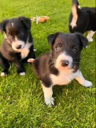 Border collie puppies from working parents for sale in Reading, Berkshire
