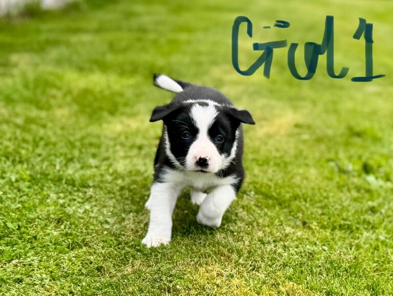 Border Collie puppies for sale in Houston, Renfrewshire – 5 weeks old - Image 2 of 3