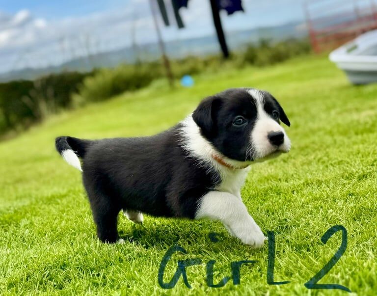 Border Collie puppies for sale in Houston, Renfrewshire – 5 weeks old - Image 3 of 3