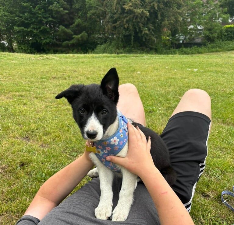 Border Collie Puppy for sale in Aberdare / Aberdâr, Mid Glamorgan