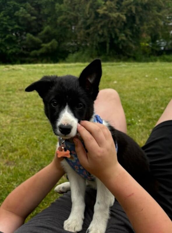 Border Collie Puppy for sale in Aberdare / Aberdâr, Mid Glamorgan - Image 2
