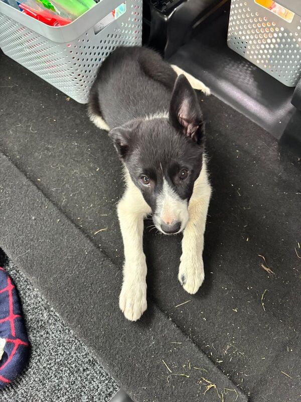 Border Collie Puppy for sale in Aberdare / Aberdâr, Mid Glamorgan - Image 3