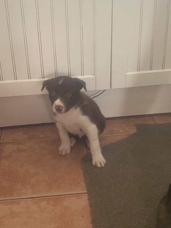 Border Collie puppies for sale in Derby, Derbyshire – 3 months old
