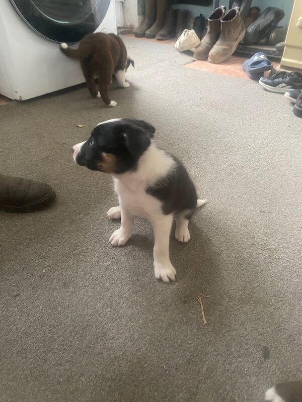 Border Collie puppies for sale in Derby, Derbyshire – 3 months old - Image 2 of 3