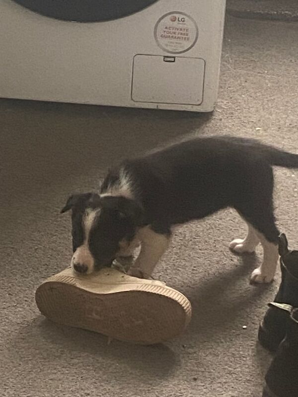 Border Collie puppies for sale in Derby, Derbyshire – 3 months old - Image 3 of 3