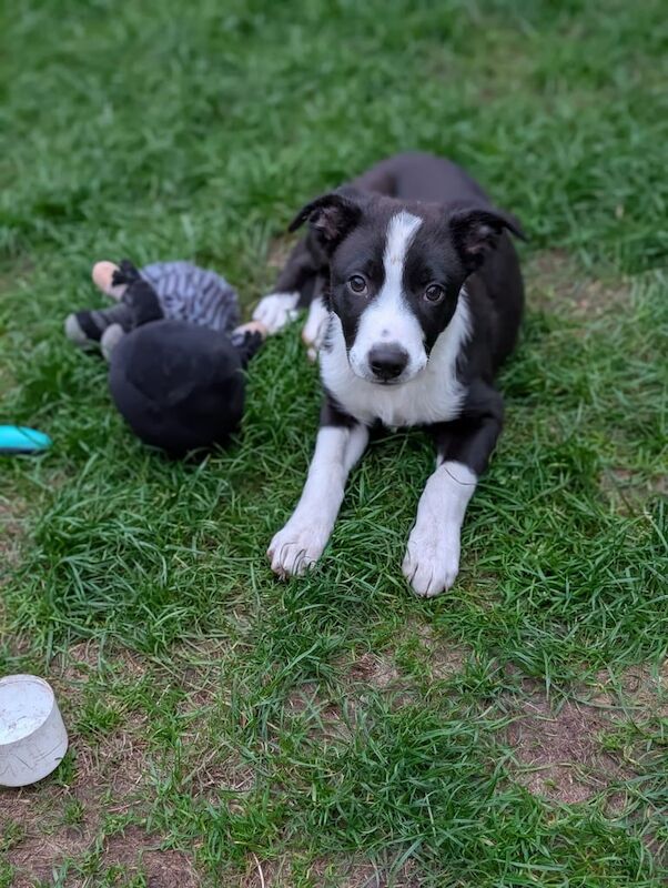 Border Collie puppies for sale in Wirral, Merseyside – 3 months old