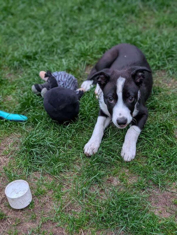 Border Collie puppies for sale in Wirral, Merseyside – 3 months old - Image 2 of 3