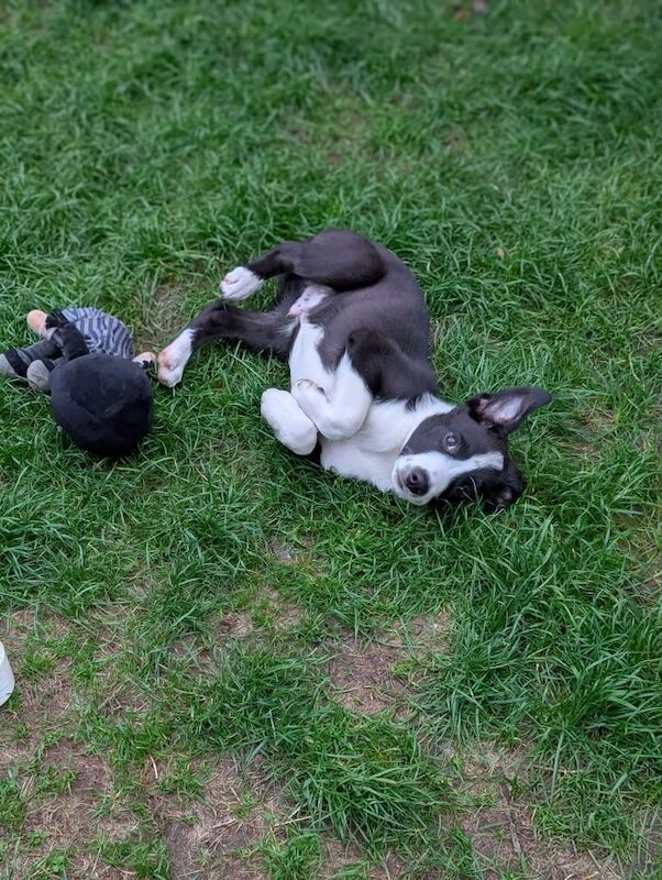 Border Collie puppies for sale in Wirral, Merseyside – 3 months old - Image 3 of 3