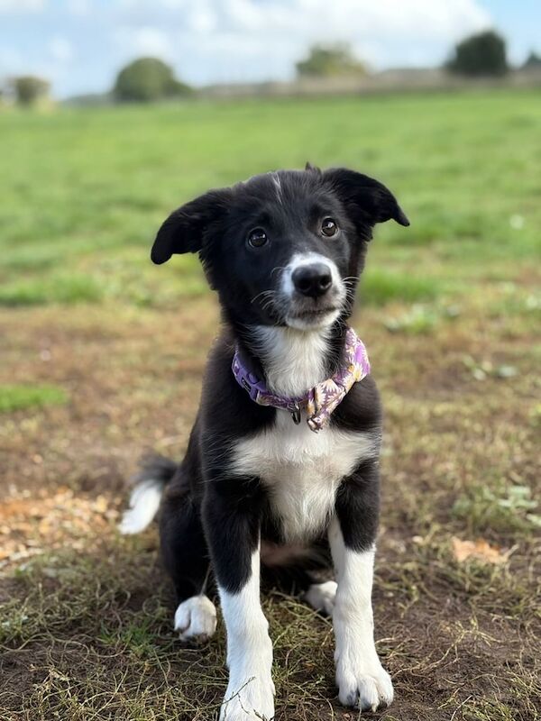 Border Collie puppies for sale in Long Stratton, Norfolk – 4 months old