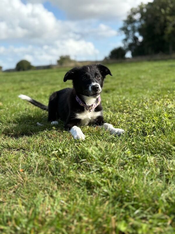 Border Collie puppies for sale in Long Stratton, Norfolk – 4 months old - Image 2 of 6