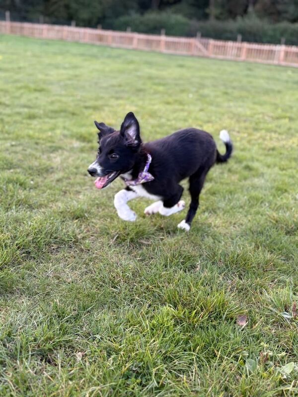 Border Collie puppies for sale in Long Stratton, Norfolk – 4 months old - Image 3 of 6