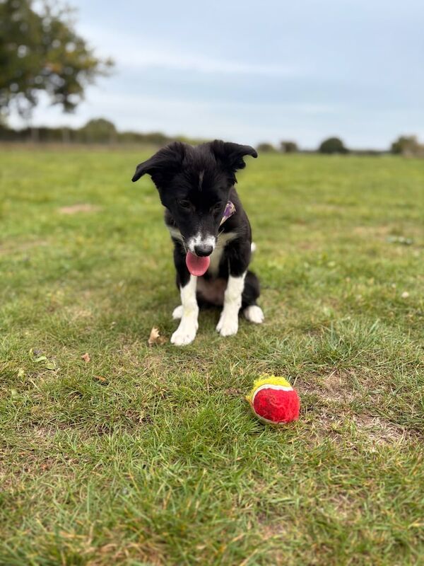 Border Collie puppies for sale in Long Stratton, Norfolk – 4 months old - Image 4 of 6
