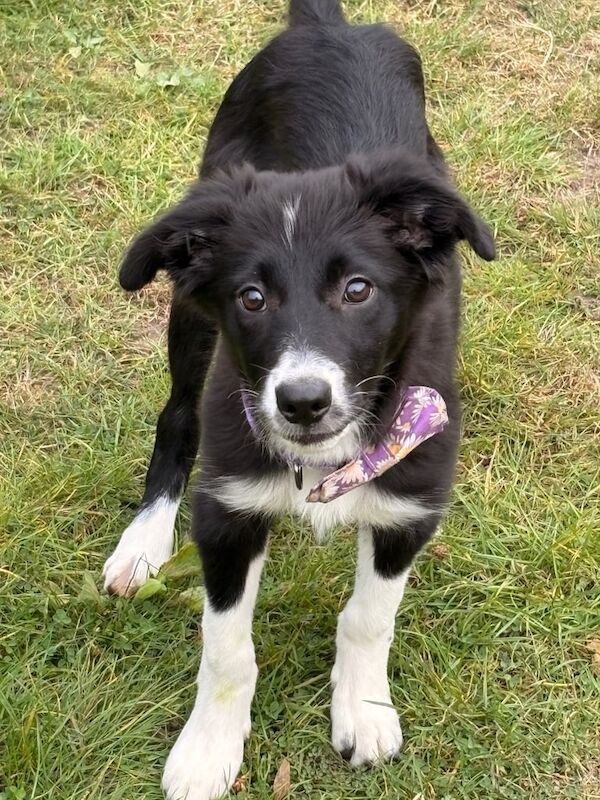 Border Collie puppies for sale in Long Stratton, Norfolk – 4 months old - Image 5 of 6