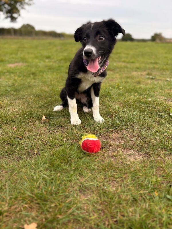 Border Collie puppies for sale in Long Stratton, Norfolk – 4 months old - Image 6 of 6