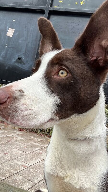 Border Collie puppies for sale in Dundee, City of Dundee – 7 months old