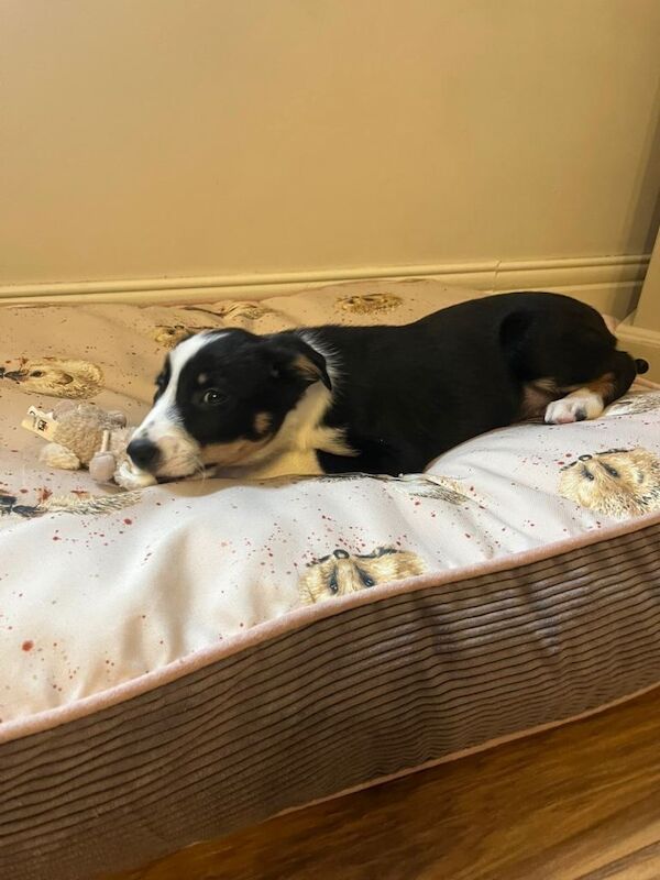 Border Collie puppies for sale in Newcastle, County Down – 8 weeks old - Image 2 of 4