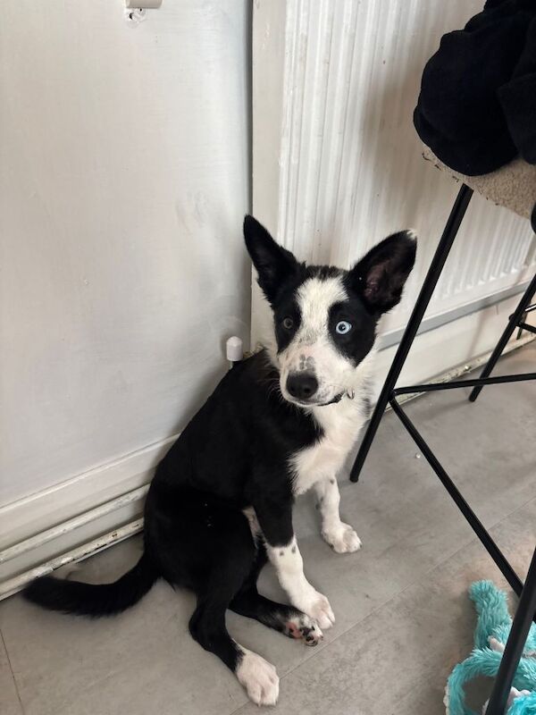 Border collie puppy - Image 2 of 5