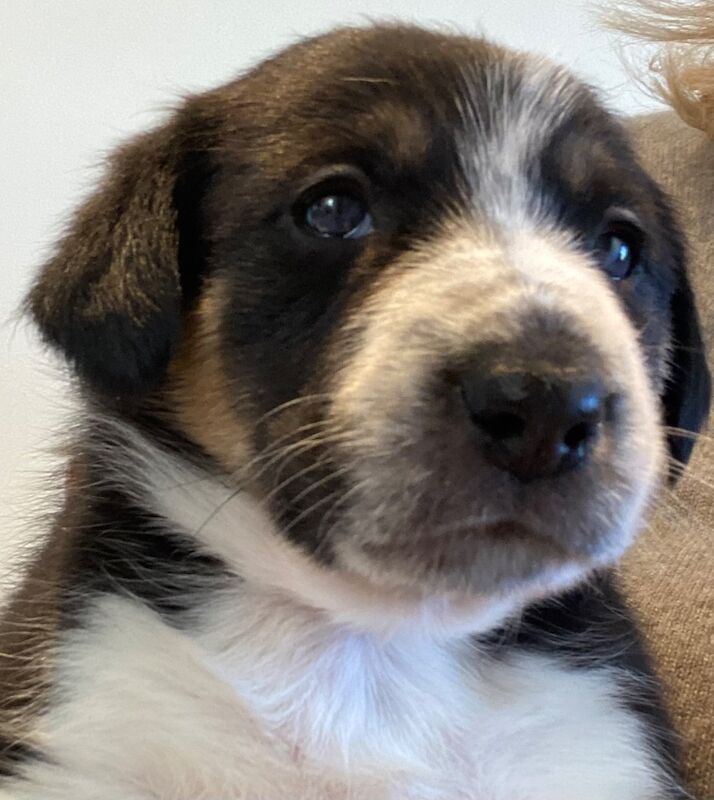 Border Collie Puppy for sale in Chapel-en-le-Frith, Derbyshire