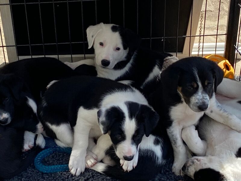 Border Collie Puppy for sale in Chapel-en-le-Frith, Derbyshire | Image 2