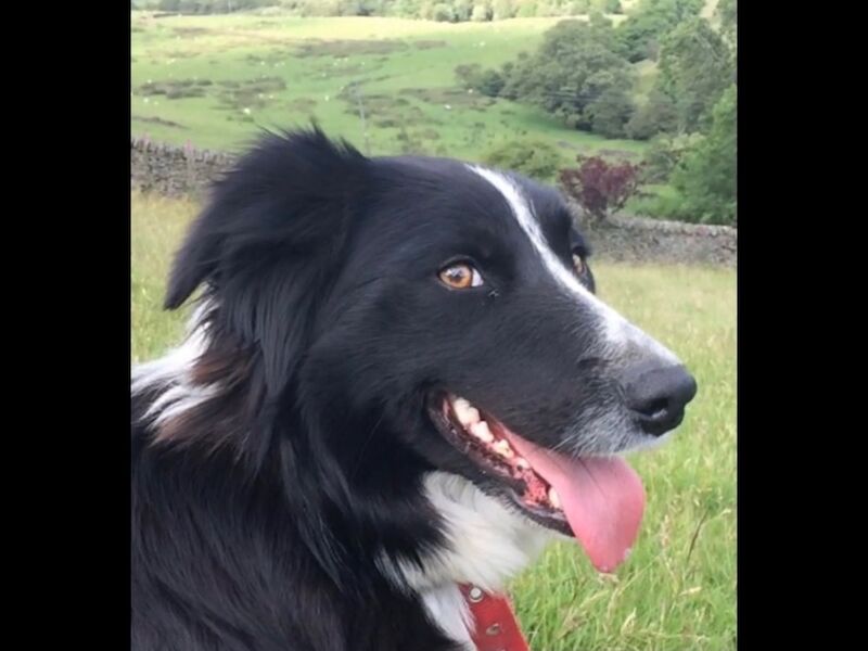 Border Collie Puppy for sale in Chapel-en-le-Frith, Derbyshire | Image 3