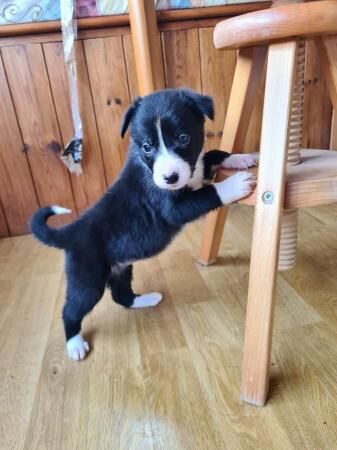 Border collie puppy available for sale in Stockport, Greater Manchester
