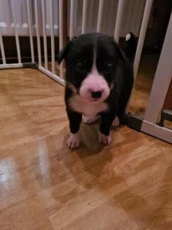 Border collie puppy available for sale in Stockport, Greater Manchester - Image 3