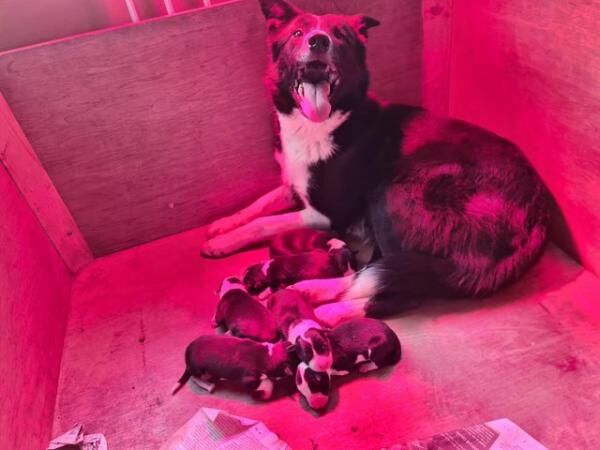 Border collie puppy available for sale in Stockport, Greater Manchester - Image 4
