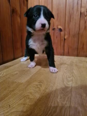 Border collie puppy available for sale in Stockport, Greater Manchester - Image 5