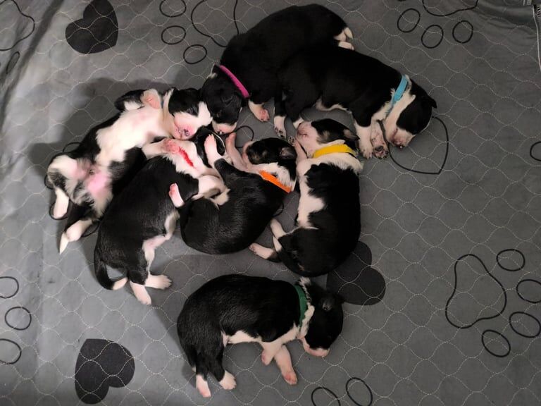 Border Collie puppies for sale in Northampton, Northamptonshire – 2 weeks old