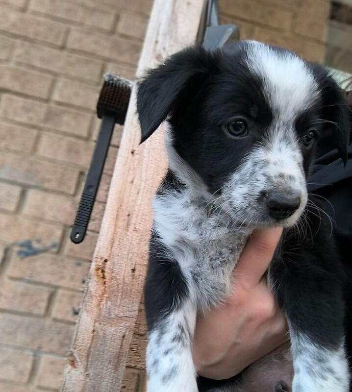 Border Collie puppies for sale in Northampton, Northamptonshire – 6 weeks old
