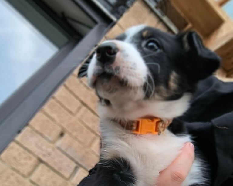 Border Collie puppies for sale in Northampton, Northamptonshire – 6 weeks old - Image 2 of 3