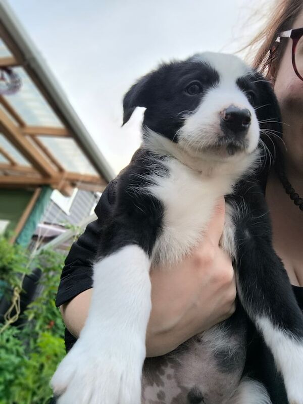 Border Collie puppies for sale in Northampton, Northamptonshire – 6 weeks old - Image 3 of 3