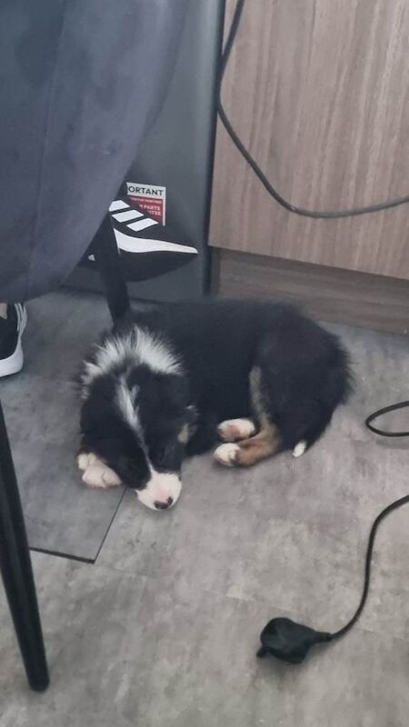 Border collie puppy for sale