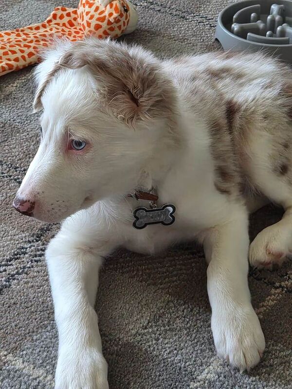 Border Collie Puppy for sale