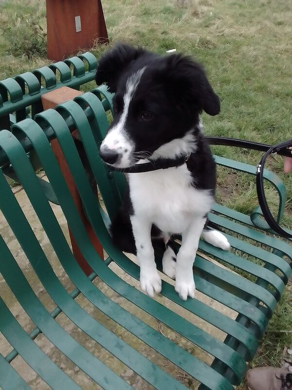 Border collie puppy for sale in Middlesbrough, North Yorkshire
