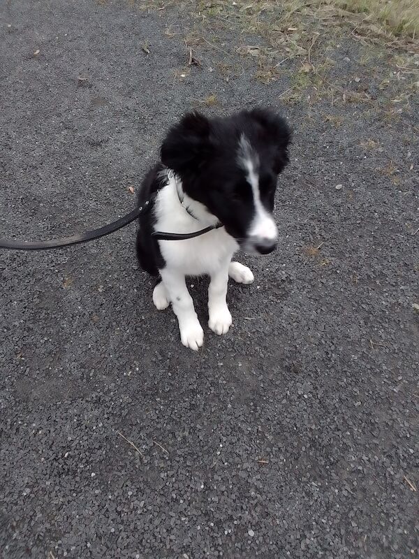Border collie puppy for sale in Middlesbrough, North Yorkshire - Image 2