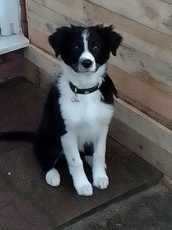 Border collie puppy for sale in Middlesbrough, North Yorkshire - Image 3