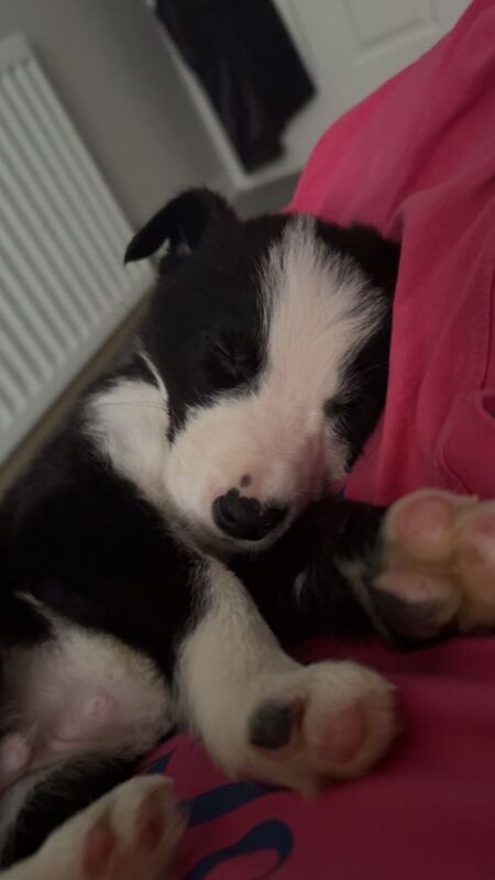 Border Collie Puppy (gone pending collection) - Image 2 of 3