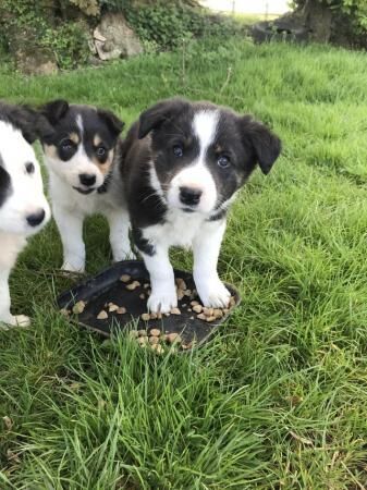 Border collie pups 3 males and 1 female for sale in Bangor, Gwynedd