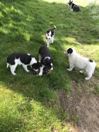 Border collie pups 3 males and 1 female for sale in Bangor, Gwynedd - Image 2