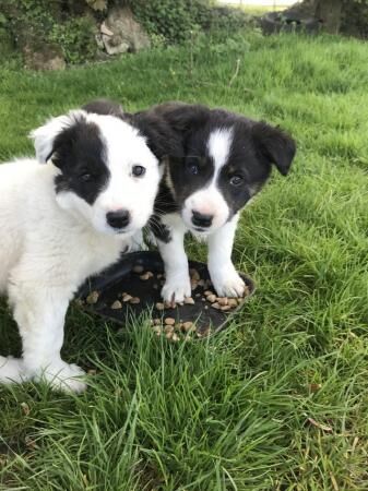 Border collie pups 3 males and 1 female for sale in Bangor, Gwynedd - Image 3