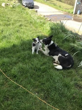 Border collie pups 3 males and 1 female for sale in Bangor, Gwynedd - Image 4