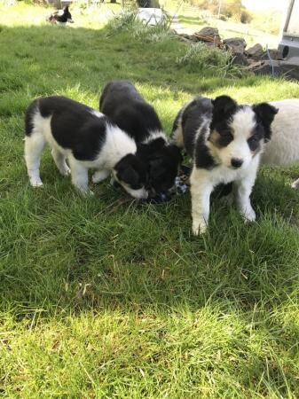 Border collie pups 3 males and 1 female for sale in Bangor, Gwynedd - Image 5