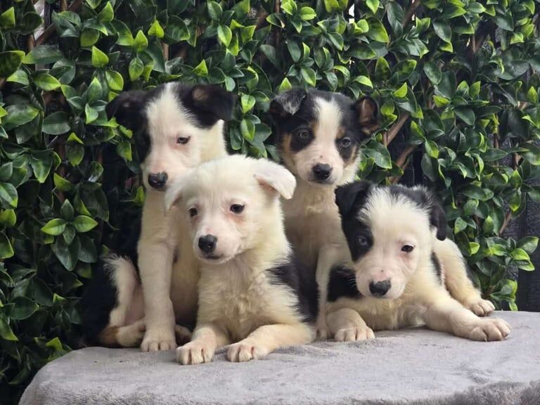 Border collie pups for sale in Kirriemuir, Angus
