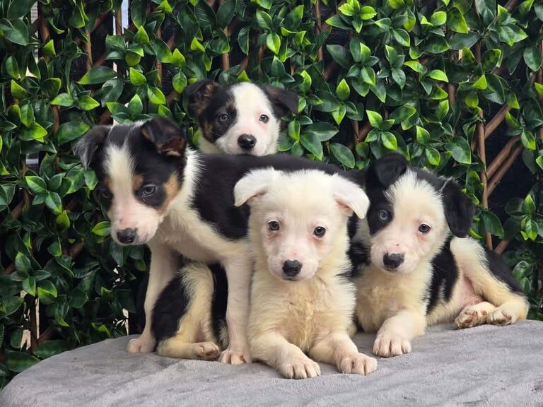 Border collie pups for sale in Kirriemuir, Angus | Image 2